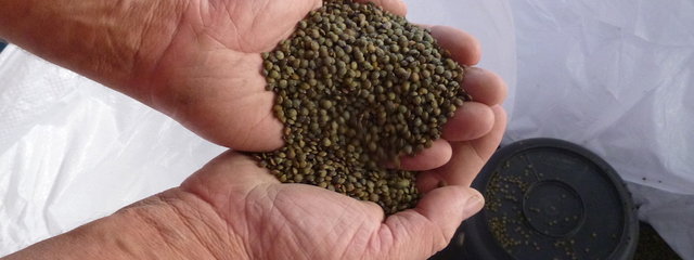 Lentille triée, Octobre 2016 