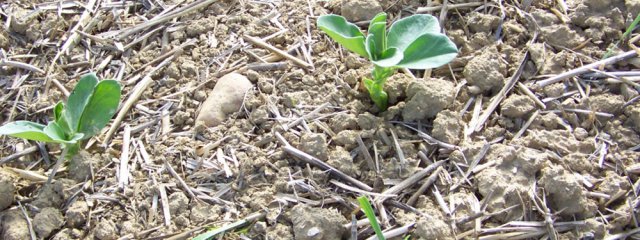 Couvert de féverole (octobre)