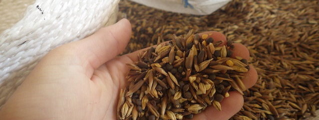 Méteil non trié (27/06/2016)