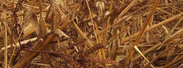 Méteil (pois fourrager, orge, avoine, vesce) (9-07-2016)