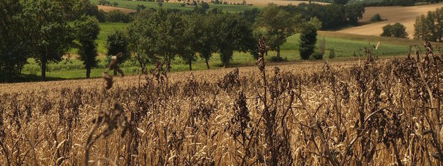 Blé féverole (9-07-2016)