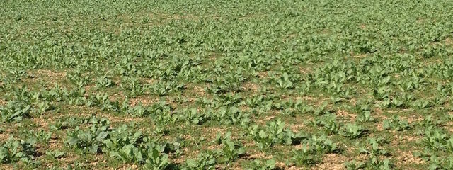 Couvert de navette – trèfle incarnat semé au 20 nov. (9-03-2017)