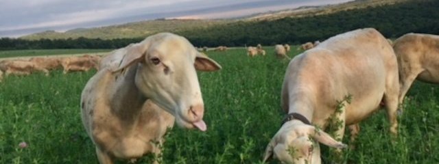Brebis dans le mélange prairial