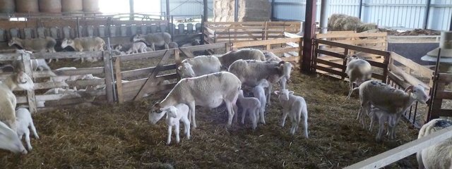 Agneaux et leur mère en lot