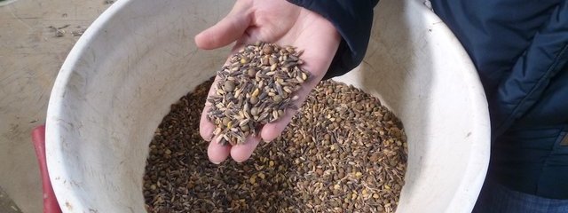 Méteil (pois, triticale, avoine, orge, vesce, lin)