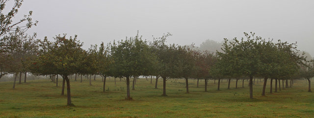 Prés-vergers dans le brouillard 