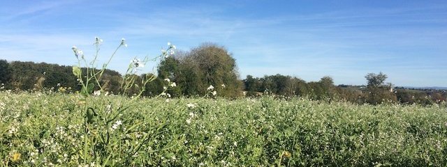 Couvert vesce radis fourrager navette sarasin tournesol etc.