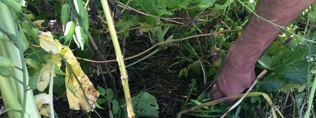 Illustration de la propreté d'un couvert dense 