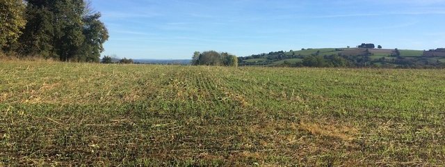 Parcelle d'orge 1 mois