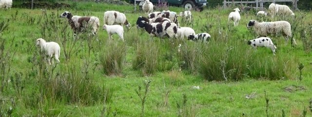 Brebis de race limousine consommant les genêts