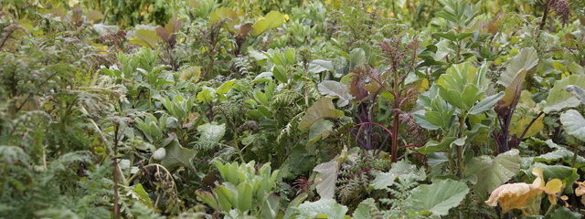 Moutarde, phacélie, févérole