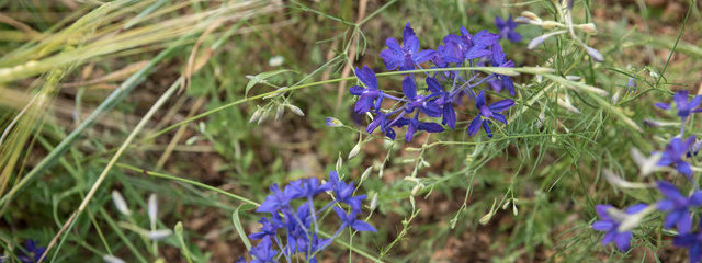 Pied d’alouette Delphinium consolida