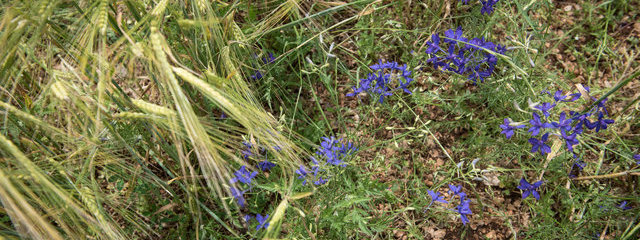 Pied d’alouette Delphinium consolida