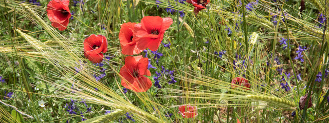 Grand coquelicot Papaver rhoeas