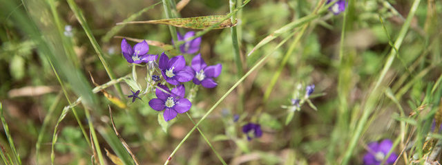 Miroir de Vénus Legousia speculum veneris
