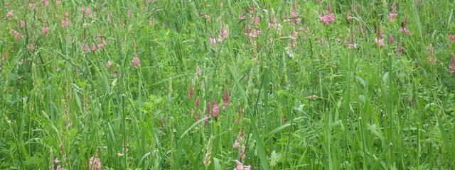 Mélanges prairiaux (sainfoin, luzerne, dactyle, RG hybride)