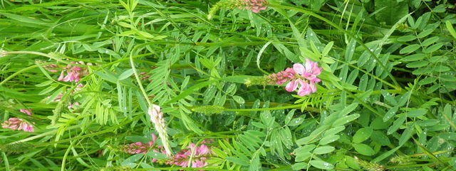 Mélanges prairiaux (sainfoin, luzerne, dactyle, RG hybride)