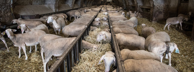 Brebis en bergerie