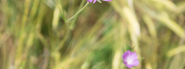 Nielle des blés Agrostemma githago