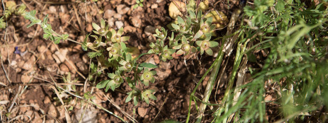 Grande androsace Agrosace maxima