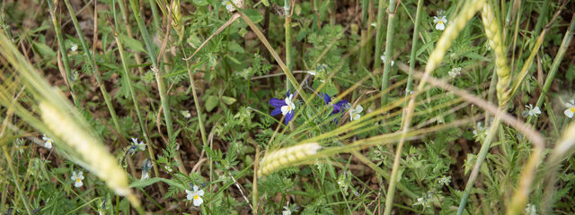Pensée des champs Viola arvensis