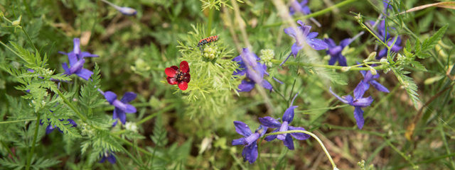 Adonis d’automne Adonis annua