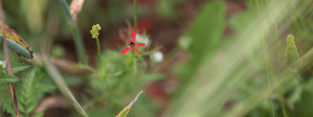 Adonis couleur de feu Adonis flammea