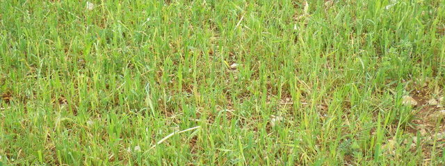 Céréales immatures mélange vesce / avoine pâturées