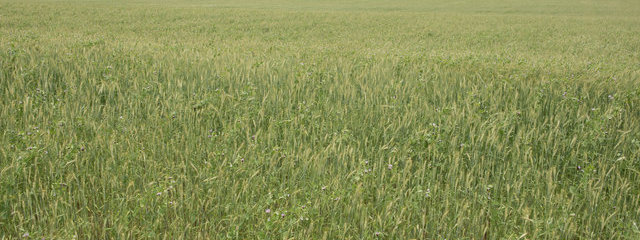 Méteil (orge, blé, triticale, pois)