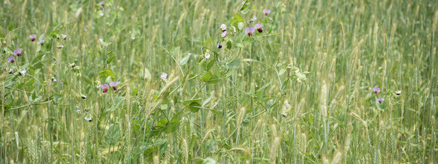 Méteil (orge, blé, triticale, pois)