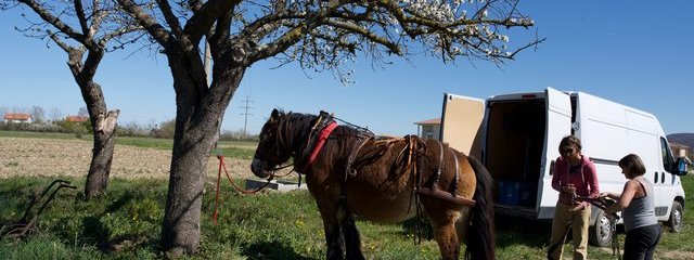 Diane, Lucie et Virginie
