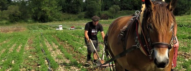 Binage de la carotte