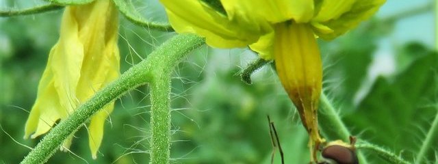 Pollinisation des tomates