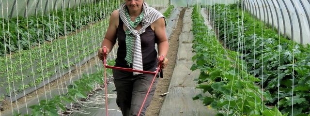 Entretien des serres