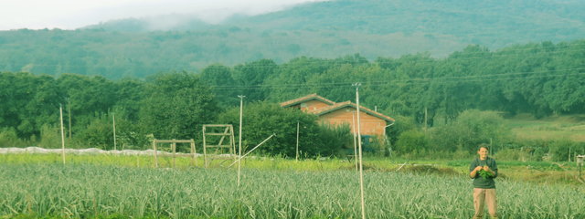 Couvert d'hiver daikon et poireaux
