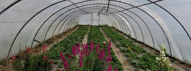 Bordures de serres fleuries