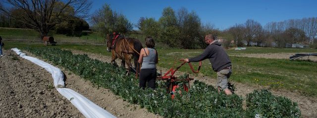Passage de la kassine dans la féverole