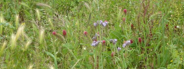 Couvert végétal composé de vesce commune de printemps, de trèfle incarnat, fenugrec, gesse, trèfle lotier, moutarde blanche antinematode, sarrasin, radis chinois, avoine rude diploide, phacélie, seigl