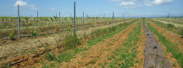 plants agroforestiers plantés en avril 2019 sur une parcelle de plantiers (21/05/2019)