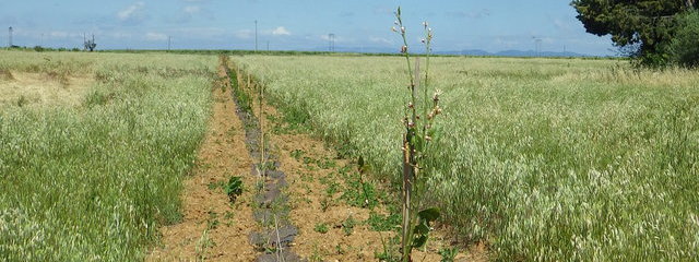 plants agroforestiers plantés en avril 2019 sur une parcelle en jachère (21/05/2019)