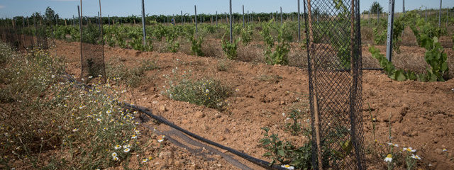 Rangée agroforestière (12/07/2019)