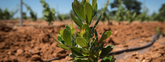 Arbousier (12/07/2019)