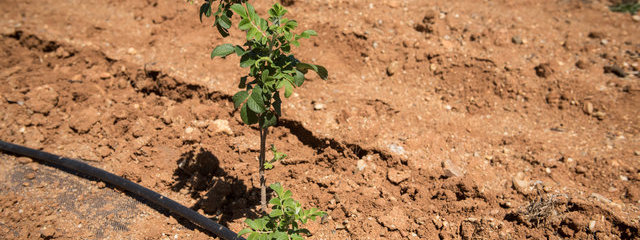 Églantier des chiens (12/07/2019)