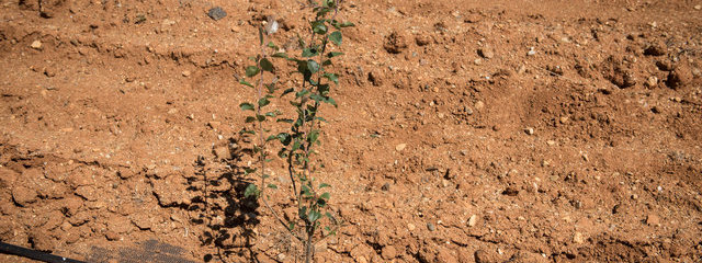 Poirier sauvage (12/07/2019)