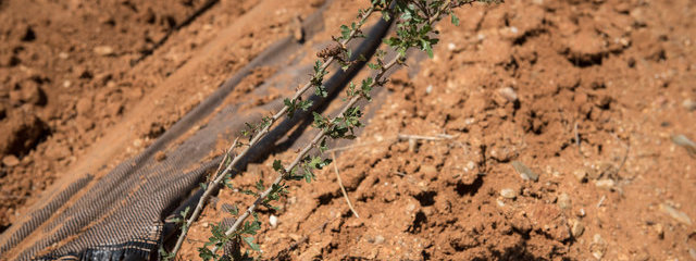 Aubépine monogyne (12/07/2019