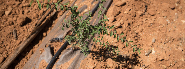 Prunelier épine noire (12/07/2019)