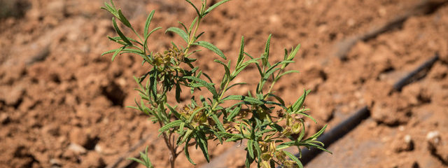 Ciste de Montpellier (12/07/2019)