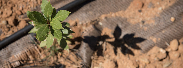 Laurier noble (12/07/2019)