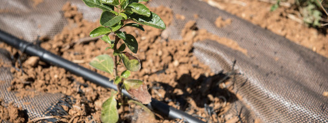 Viorne tin (12/07/2019)