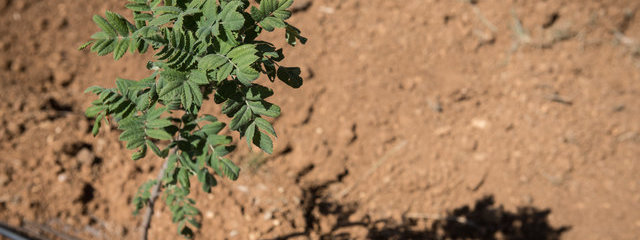 Cormier (12/07/2019)